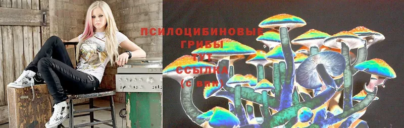 Галлюциногенные грибы Psilocybine cubensis  Сорочинск 